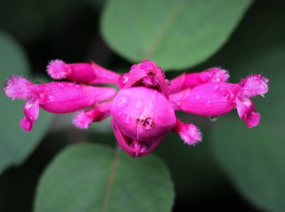 Salvia nemorosa ‘Pink Beauty’ - Salie