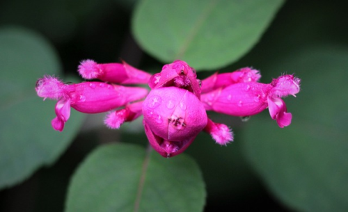 Salvia nemorosa ‘Pink Beauty’ - Salie