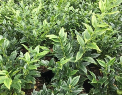 Sarcococca hookeriana - Vleesbes