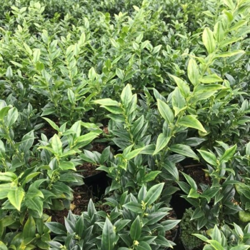 Sarcococca hookeriana - Vleesbes