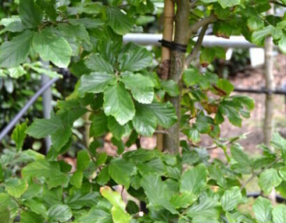 Parrotia persica ‘Bella’ - Perzisch ijzerhard