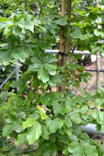 Parrotia persica ‘Bella’ - Perzisch ijzerhard