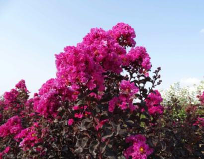 Lagerstroemia Indica ‘Raspberry Sorbet’ - Lagerstroemia