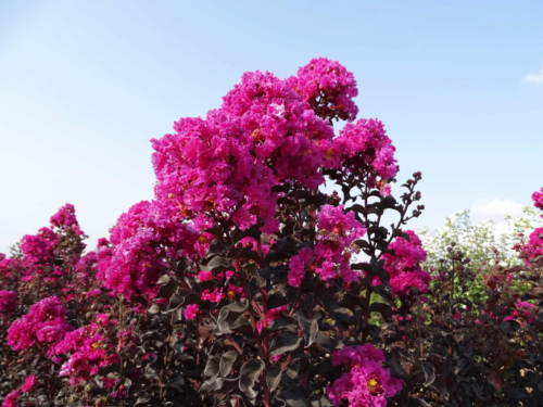 Lagerstroemia Indica ‘Raspberry Sorbet’ - Lagerstroemia