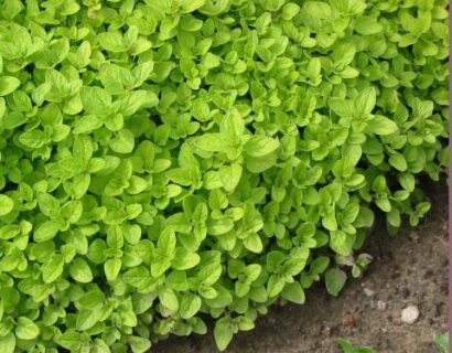 Origanum vulgare Aurea (Aureum) - Gele oregano