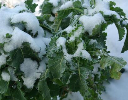 Brassica oleracea ‘Daubenton’ - Eeuwig moes