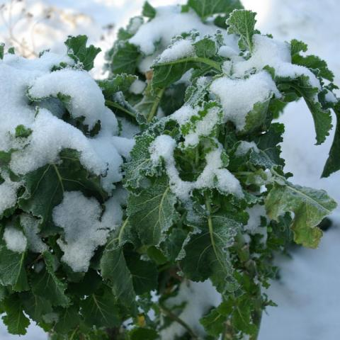 Brassica oleracea ‘Daubenton’ - Eeuwig moes