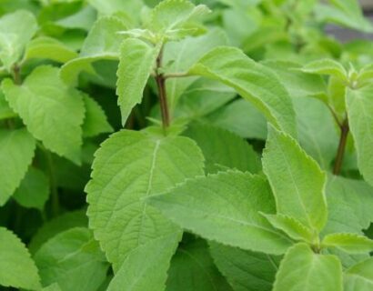 Ocimum gratissimum - Boombasilicum