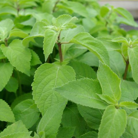 Ocimum gratissimum - Boombasilicum
