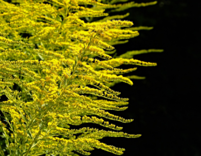 Solidago ‘Golden Dwarf’ - Guldenroede