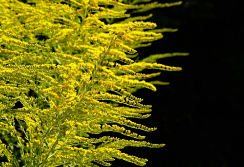 Solidago ‘Golden Dwarf’ - Guldenroede