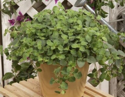 Origanum vulgare Hot Spicy - Oregano 'Hot Spicy'