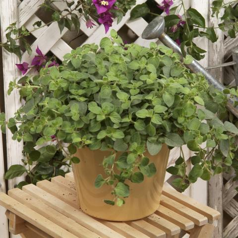 Origanum vulgare Hot Spicy - Oregano 'Hot Spicy'