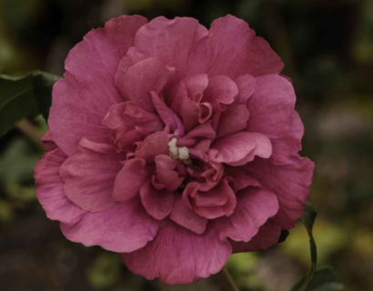 Hibiscus syriacus magenta chiffon