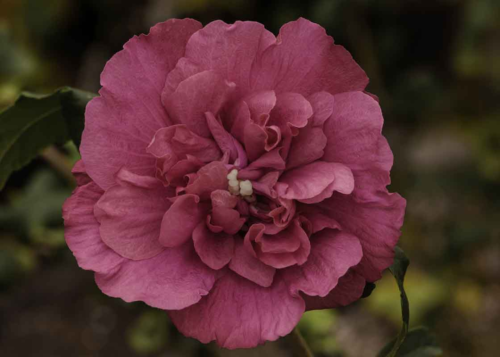 Hibiscus syriacus magenta chiffon - Altheastruik