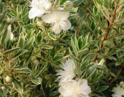 Myrtus communis ‘Variegata’ - Bonte mirt