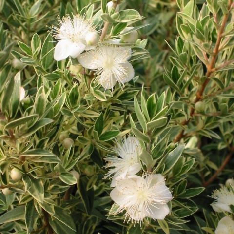 Myrtus communis ‘Variegata’ - Bonte mirt