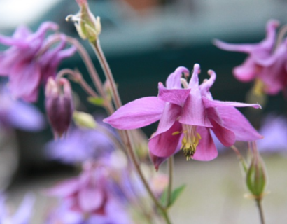 Epimedium grandiflorum ‘lilafee’ - Elfenbloem