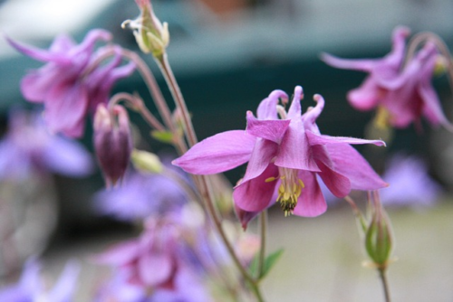 Epimedium grandiflorum ‘lilafee’ - Elfenbloem