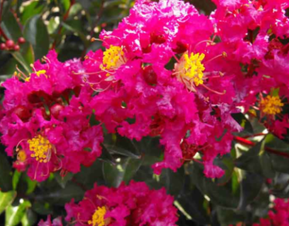 Lagerstroemia ‘Berry Dazzle’ - Lagerstroemia