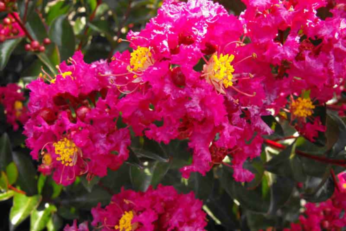 Lagerstroemia ‘Berry Dazzle’ - Lagerstroemia