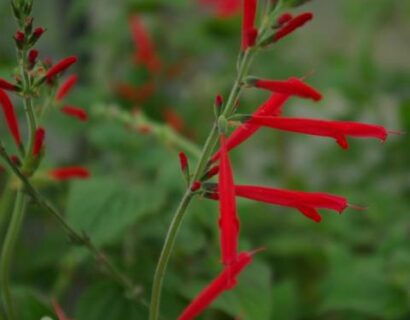 Salvia elegans Honey Melon - Meloensalie