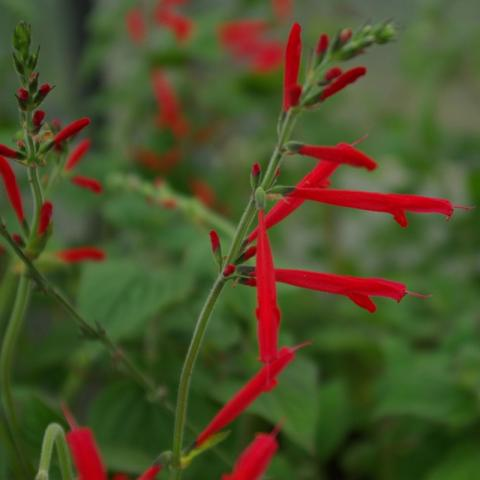 Salvia elegans Honey Melon - Meloensalie