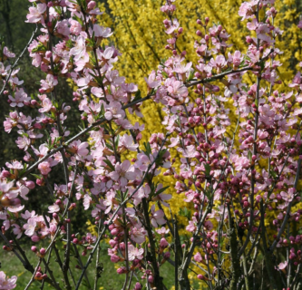 Abeliophyllum distichum ‘Roseum’ - Sneeuwforsythia