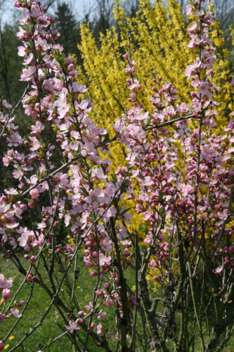 Abeliophyllum distichum ‘Roseum’ - Sneeuwforsythia
