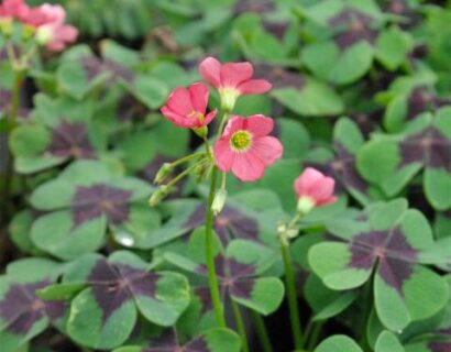 Oxalis tretraphylla iron cross - Geluksklavertje