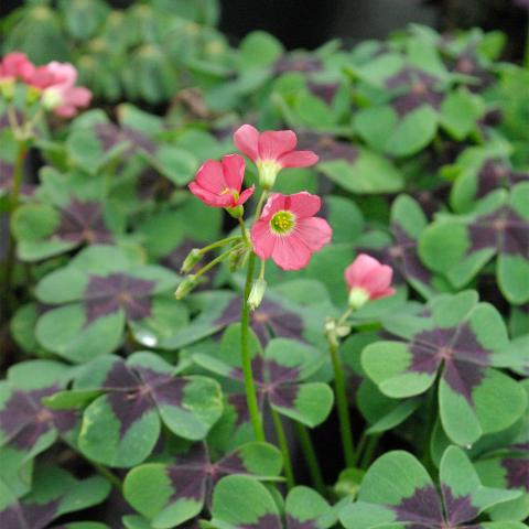 Oxalis tretraphylla iron cross - Geluksklavertje