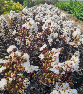 Lagerstroemia indica ‘Coconut Sorbet’ - Lagerstroemia