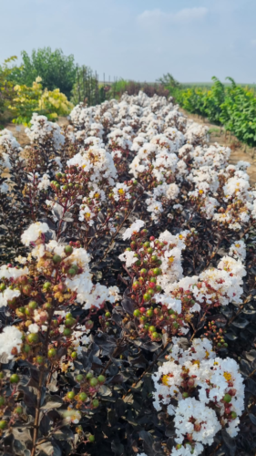 Lagerstroemia indica ‘Coconut Sorbet’ - Lagerstroemia