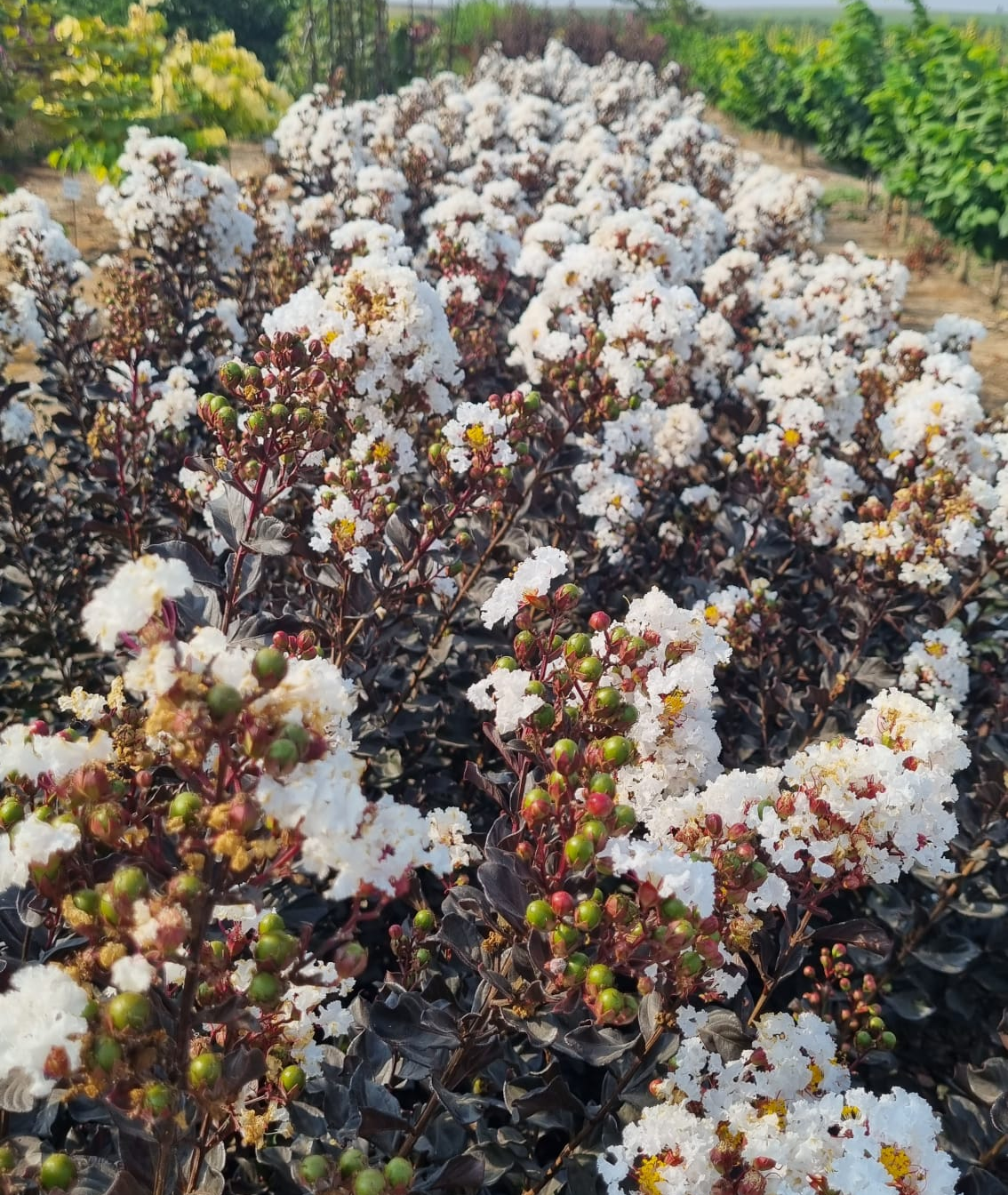 Lagerstroemia indica ‘Coconut Sorbet’ - Lagerstroemia