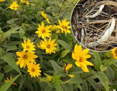 Helianthus Strumosus - Zonnewortel