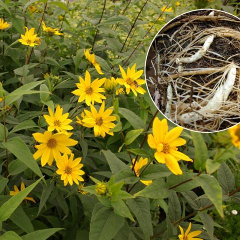 Helianthus Strumosus - Zonnewortel