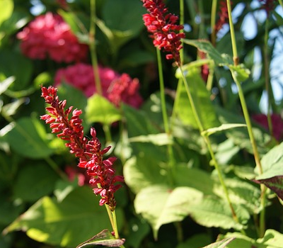 Persicaria amplexicaulis ‘Lisan’ - Duizendknoop