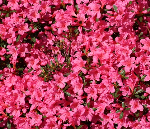 Azalea knaphill ‘Double Parfait’ - Azalea