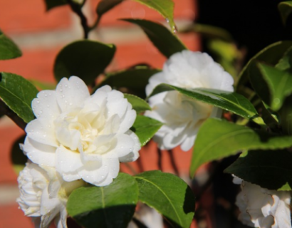 Camellia japonica ‘Powder Puff’