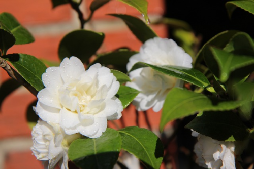 Camellia japonica ‘Powder Puff’ - Camellia