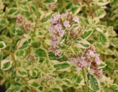 Origanum vulgare polyphant