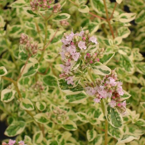 Origanum vulgare polyphant - Witbonte marjolein