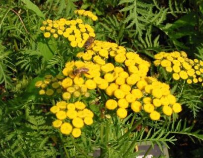 Tanacetum vulgare - Boerenwormkruid