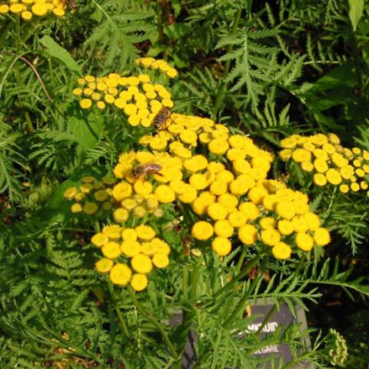 Tanacetum vulgare - Boerenwormkruid