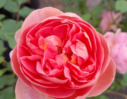 Rosa ‘Boscobel’ - Geurende roos