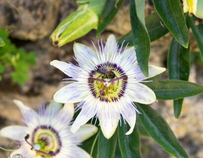 Passiflora ‘Avalanche’