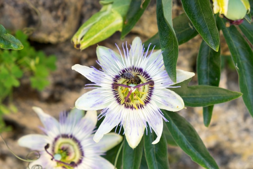 Passiflora ‘Avalanche’ - Passiebloem