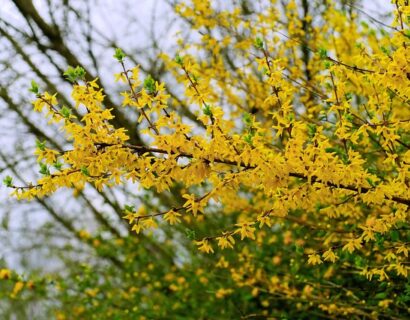 Forsythia ‘Lynwood’ - Chinees Klokje