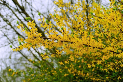 Forsythia ‘Lynwood’ - Chinees Klokje