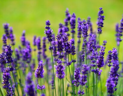 Lavandula ang. ‘Dwarf Blue’ - Lavendel